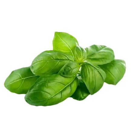 Базилик зеленый